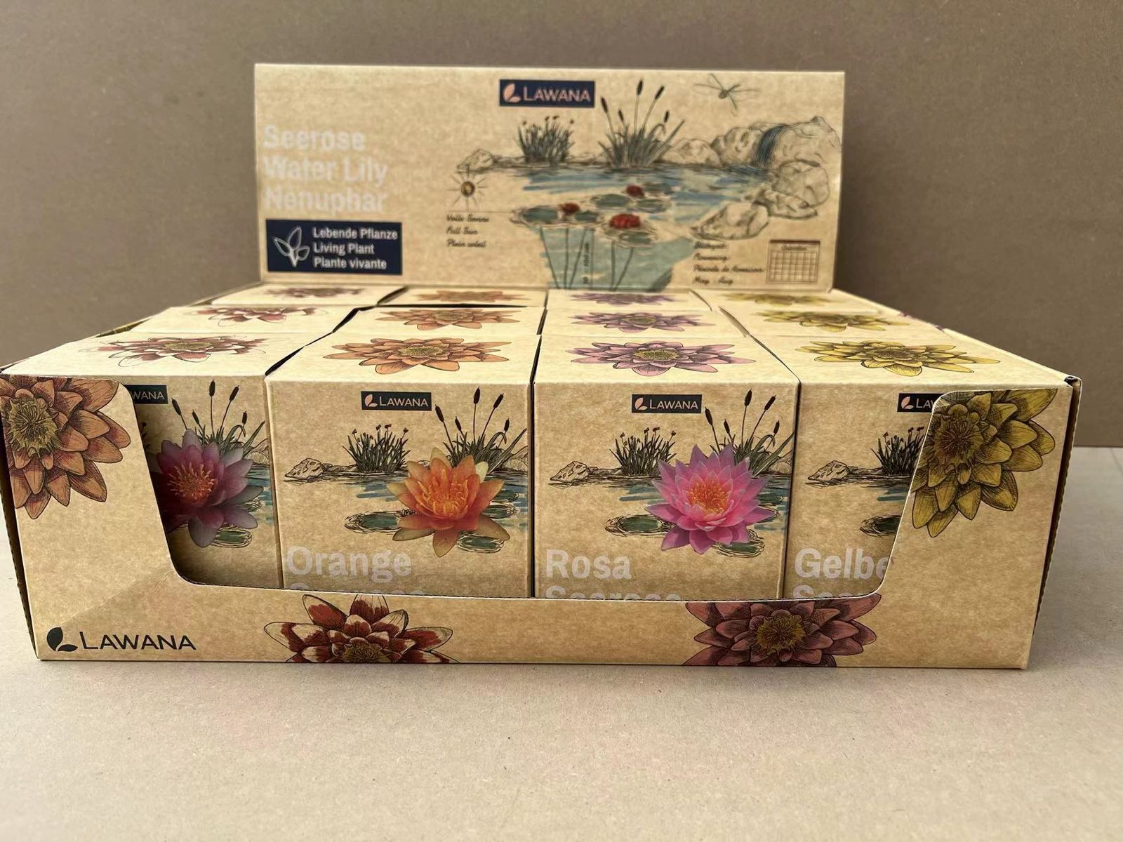 Nymphea dry mix 3 x 4 kleuren, D 8