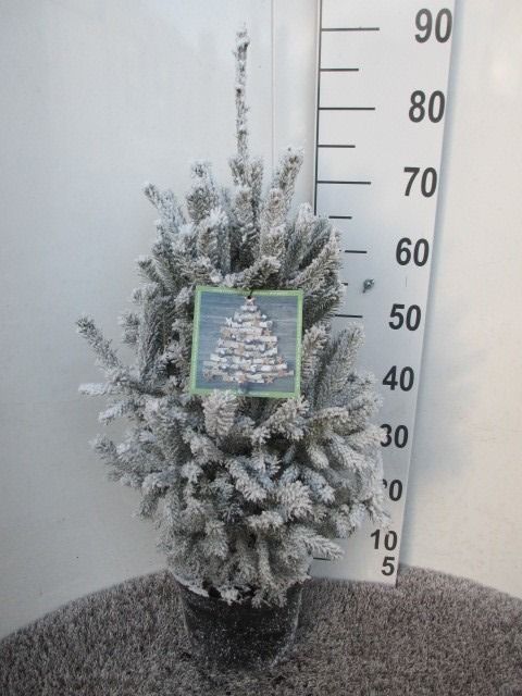 Picea glauca Super Green 60-80 sneeuw P23, D 23 cm
