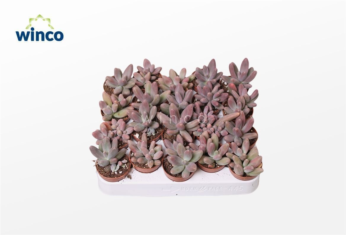 Pachyphytum Ganzhou, D 5,5