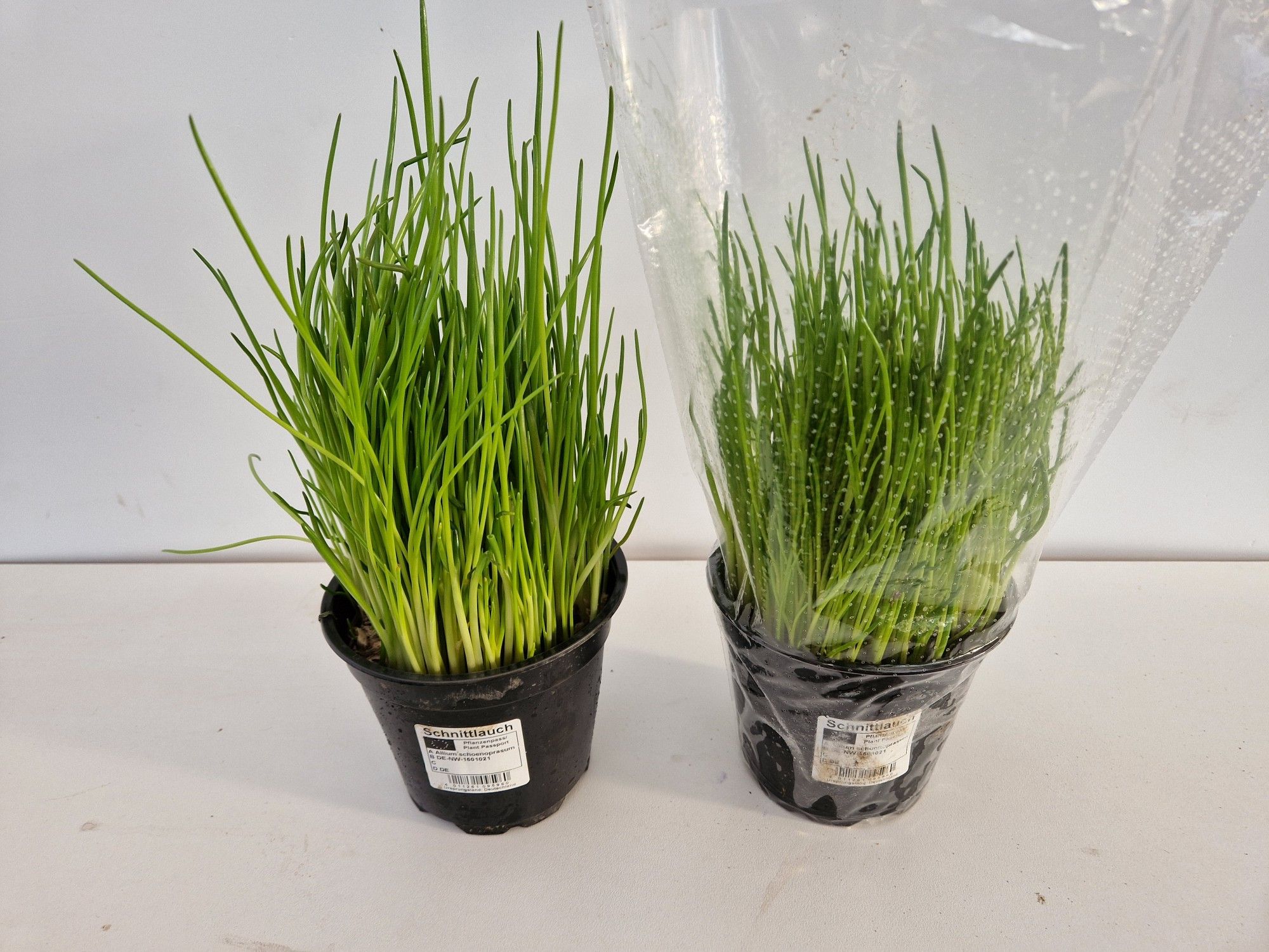 Allium schoenoprasum, D 13