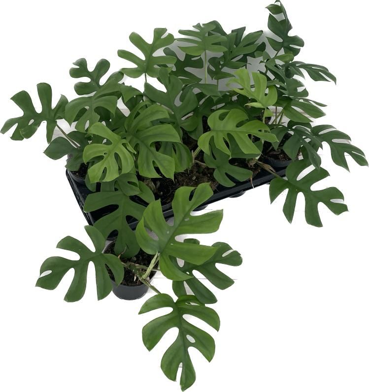 Monstera 'Little Sister', D 12