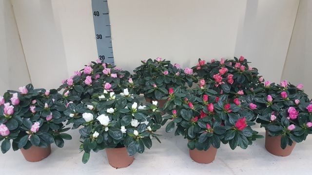 AZALEA VOGEL MIX 20 CM, D 12