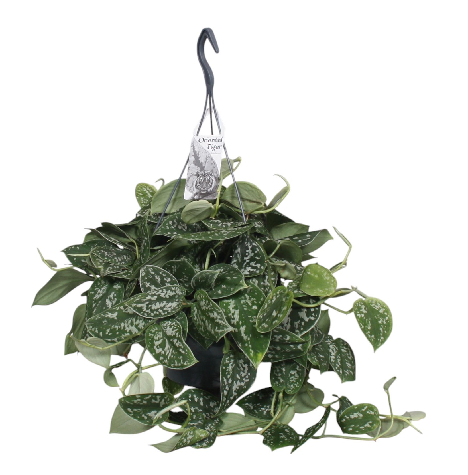 Scindapsus Pictus Argyraeus, D 19