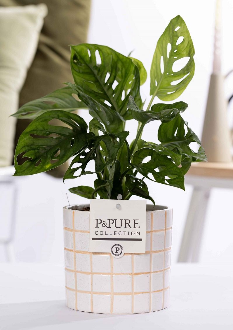 Monstera Adansonii in P&PURE Tirza ceramics, D 12