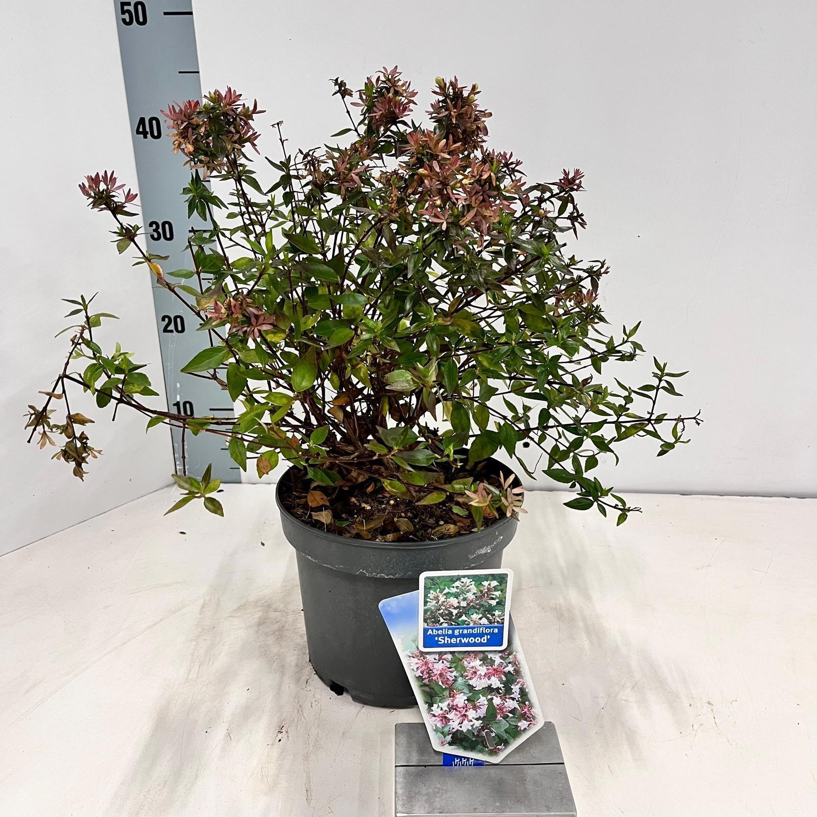 Abelia grandiflora 'Sherwood', D 19