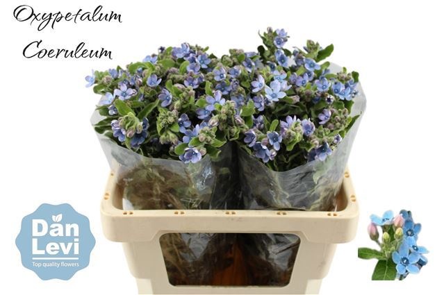 Оксипеталум Таниока Пьюр Блю 55 (голуб.), шт.