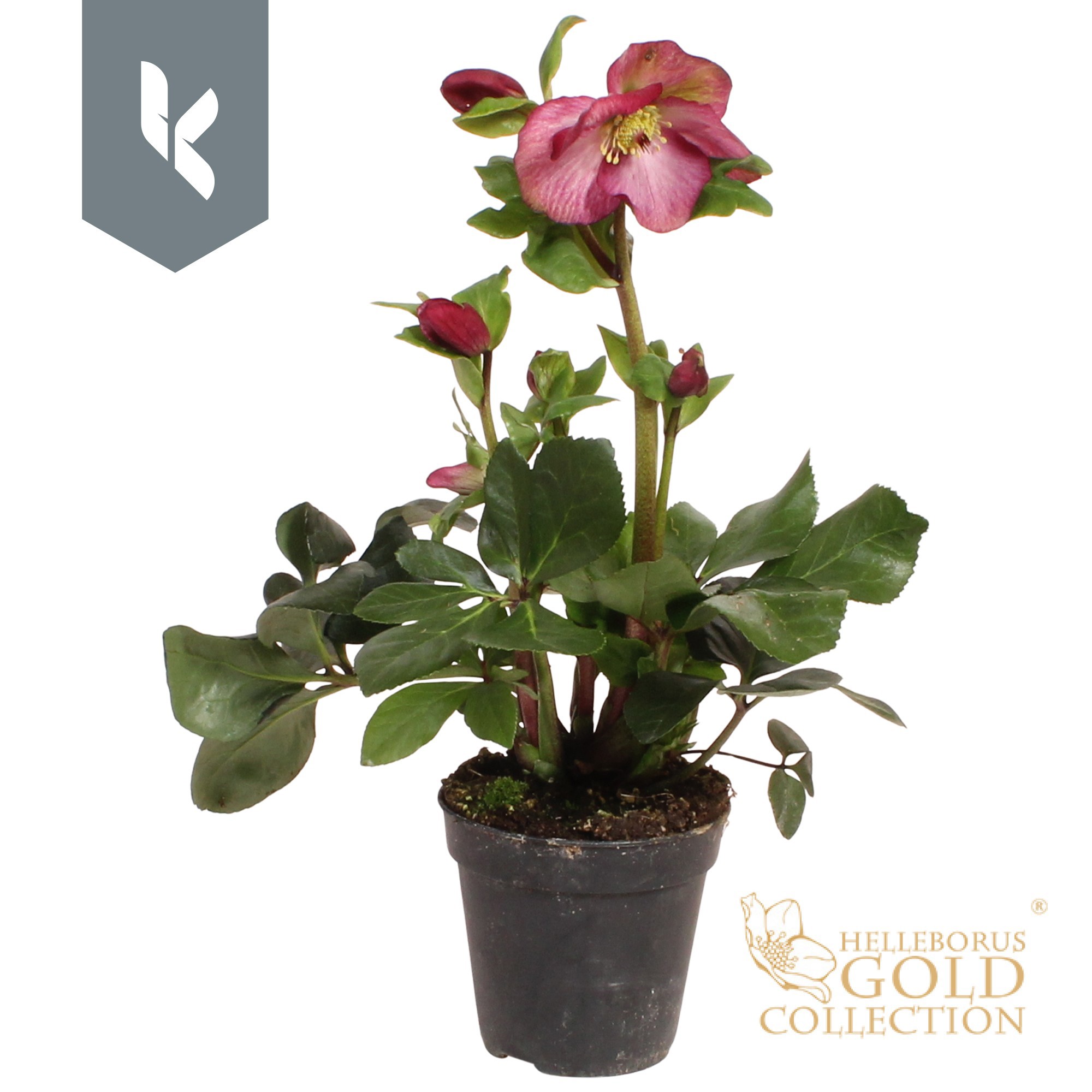 HGC Helleborus Winter Ballet Red, D 13 cm