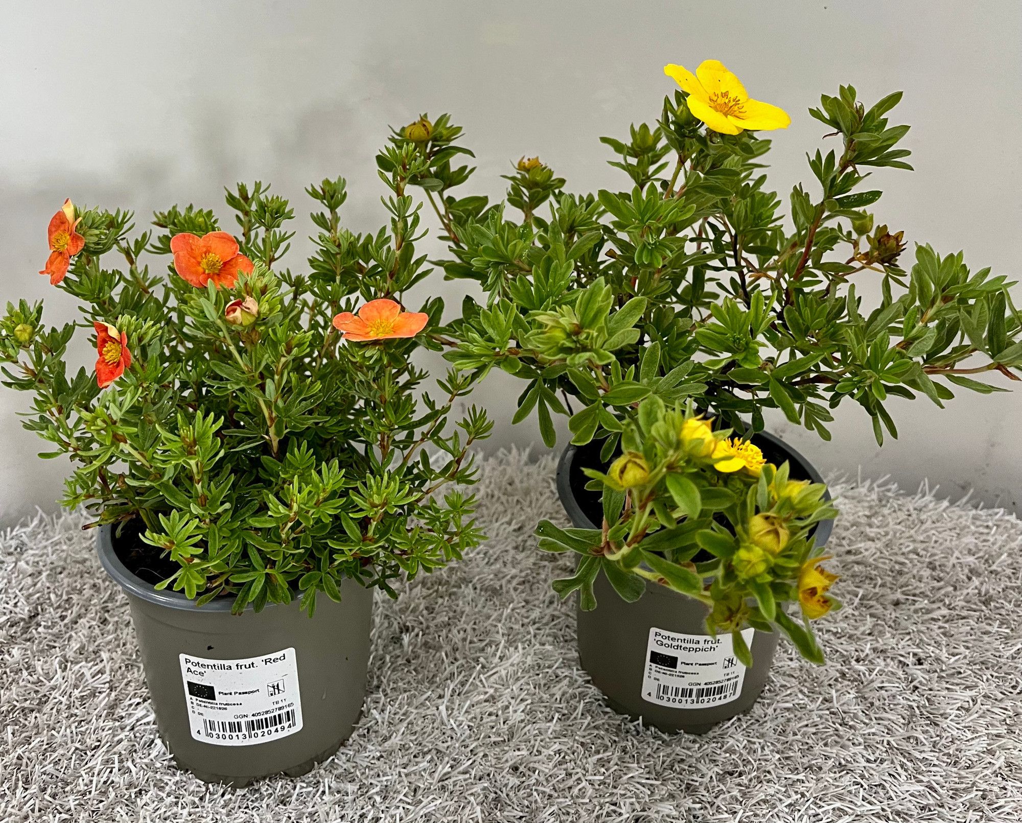 Potentilla fruticosa in Sorten, D 11