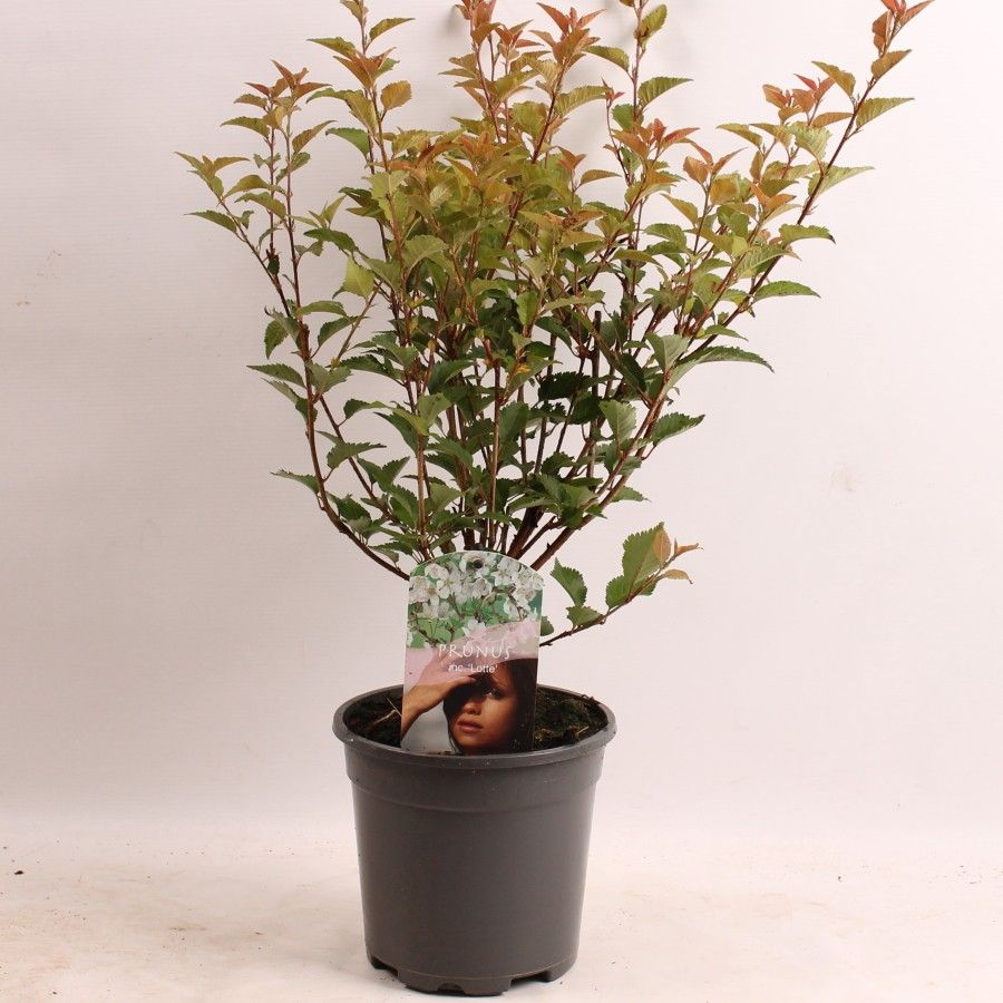 Prunus inc. Lotte, D 17