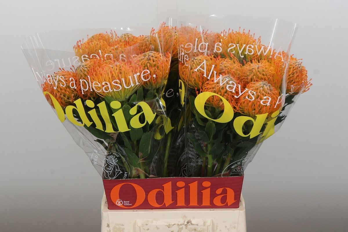 Нутанс Айоба Сан 50, шт.