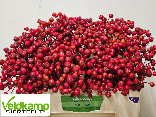 Рузботель Мэджикал Делайт 50, шт. Рузботель Мэджикал Делайт 50, шт.