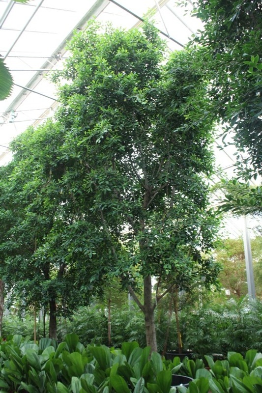 Ficus Nitida, D 120
