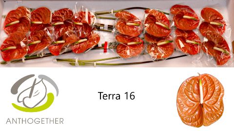 Антуриум Терра x16, шт. Антуриум Терра x16, шт.