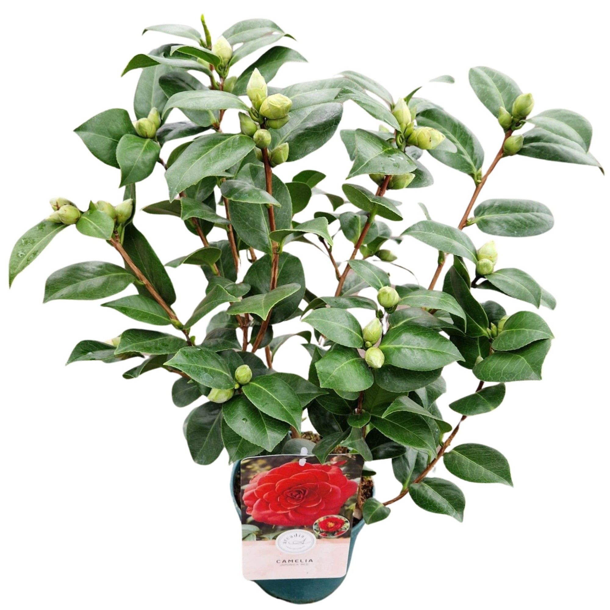 Camellia jap. 'Red', D 15