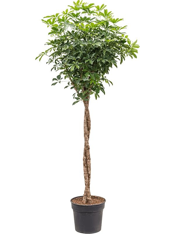 Schefflera arboricola 'Compacta', D 38