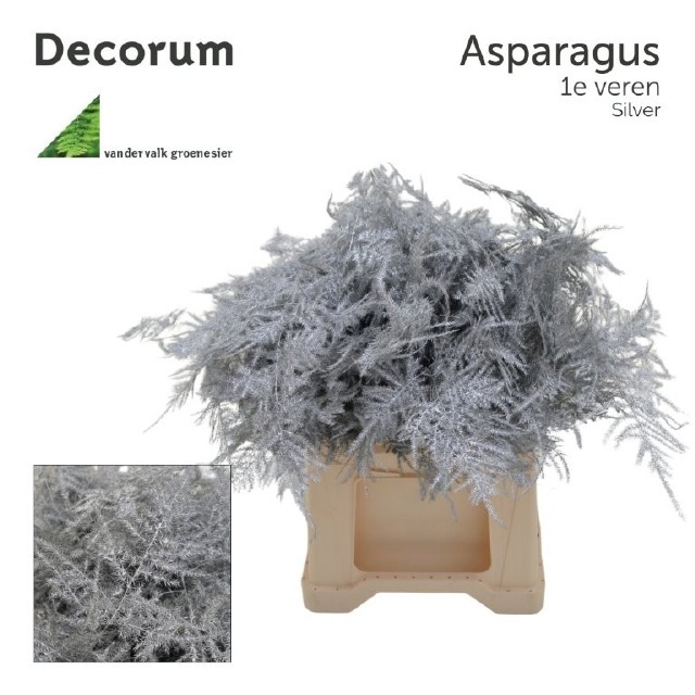 Аспарагус Овериг Крашеный (краш. ) 45, шт.