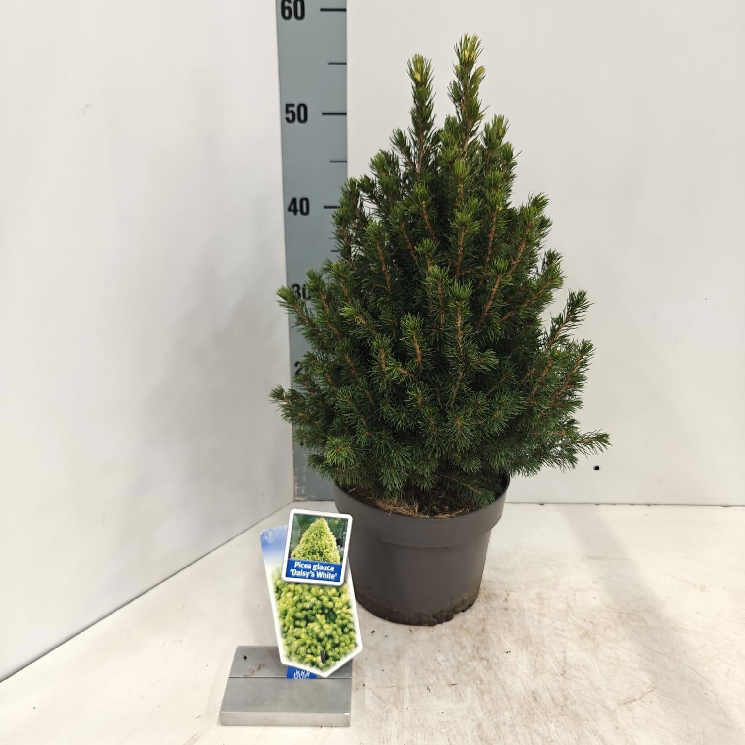 Picea glauca 'J.W. Daisy's White', D 19