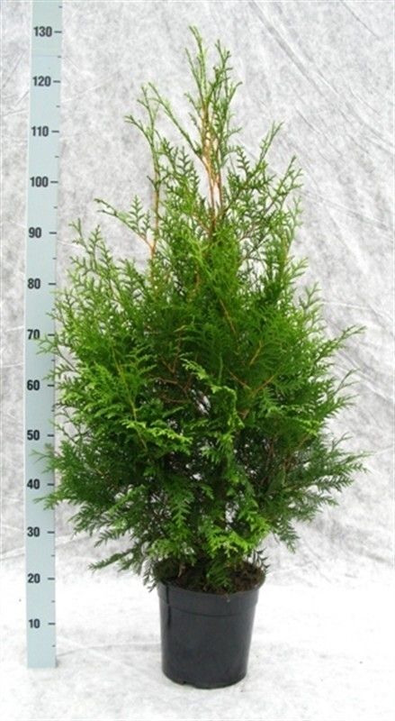 Thuja occidentalis 'Brabant', D 24