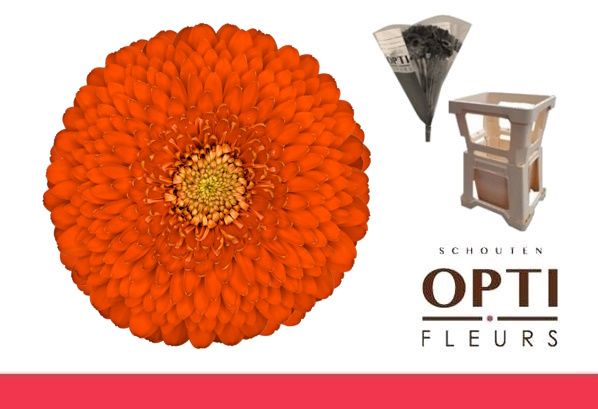 Гермини Помпон Фоззи, шт.