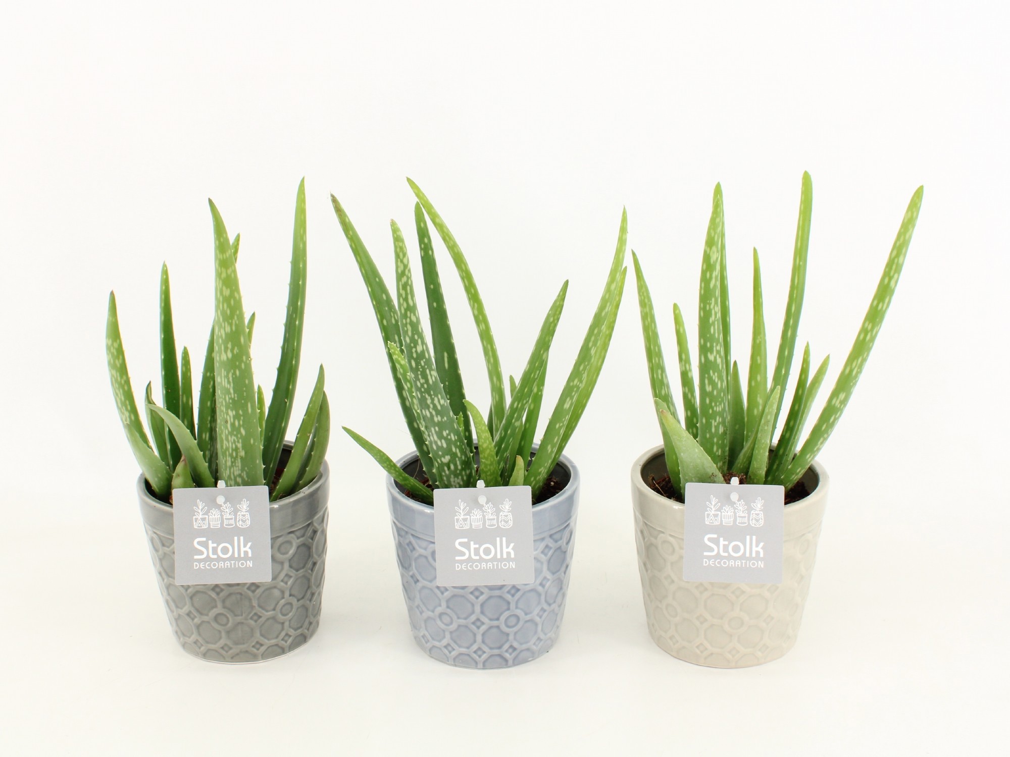 Aloe Vera in Gaia keramiek, D 13