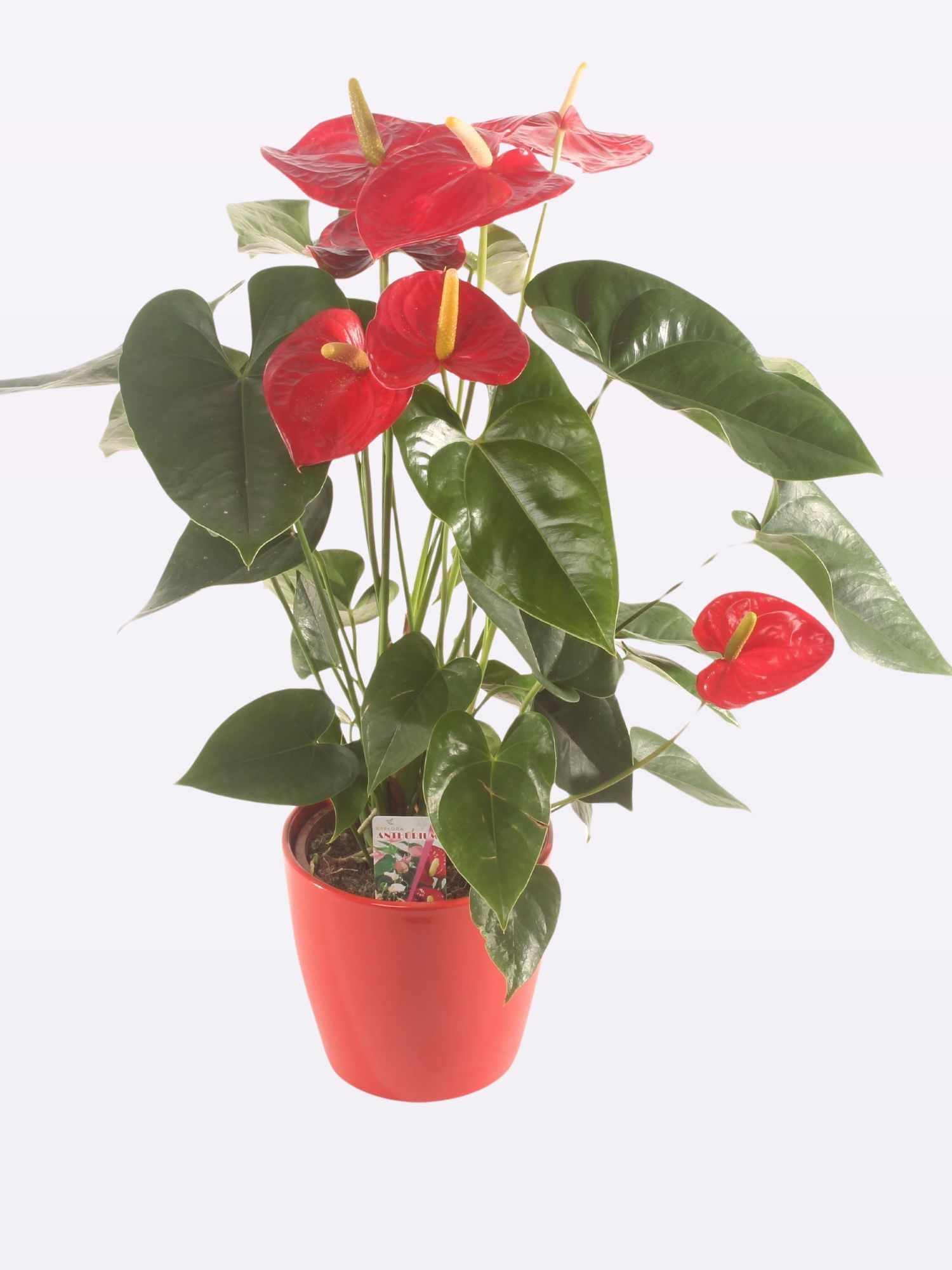 Famous Red P17 Ceramic., D 17