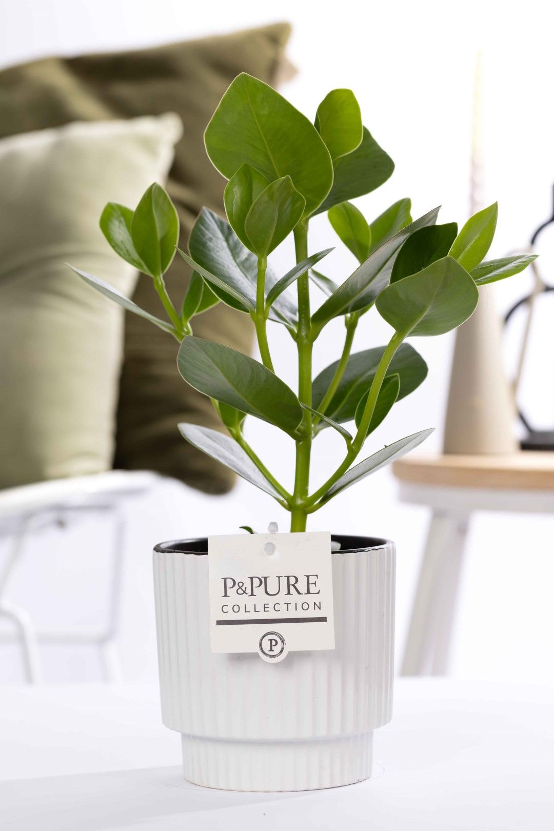 Clusia Rosea Princess in P&PURE Ivy ceramics shiny white, D 12