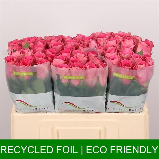 Роза од. Вотергейм 50, шт.