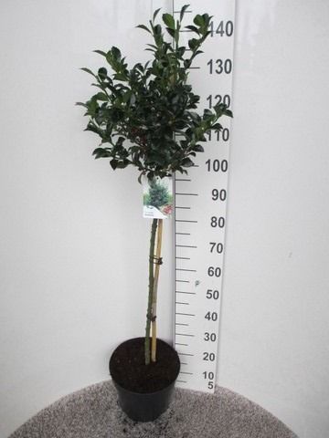 Ilex mes. Heckenfee 80st. P30 kroon 30-40, D 30 cm Ilex mes. Heckenfee 80st. P30 kroon 30-40, D 30 cm