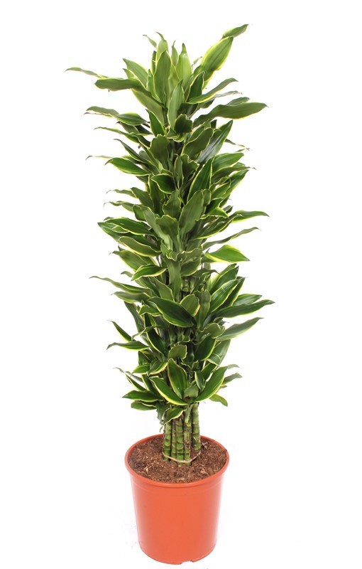 Dracaena Golden Coast, D 30