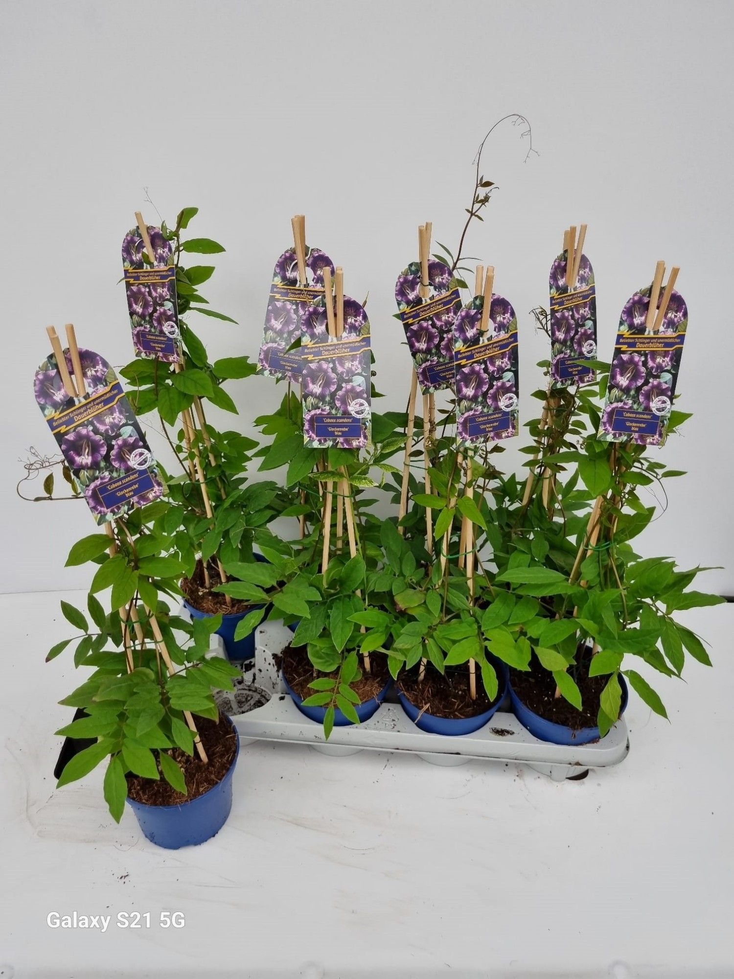 Cobaea scandens, piramide, blauw, D 13