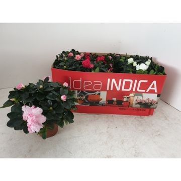 057 : Pot 14 cm Azalea vogel gemengd in omdoos Azalea INDICA, D 14