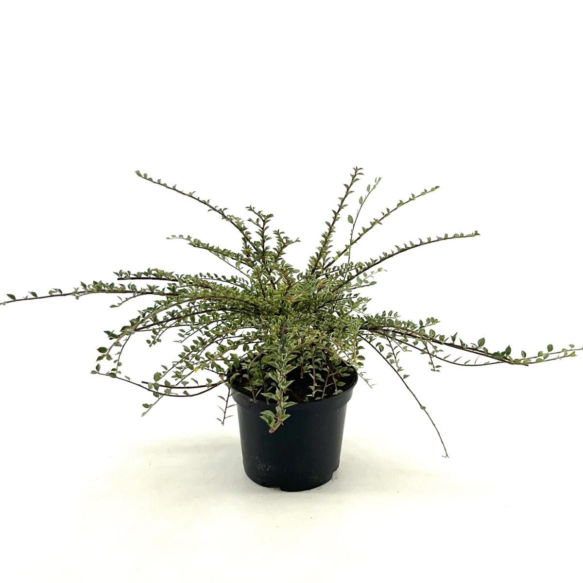 Cotoneaster atrop. 'Variegatus', D 17 cm