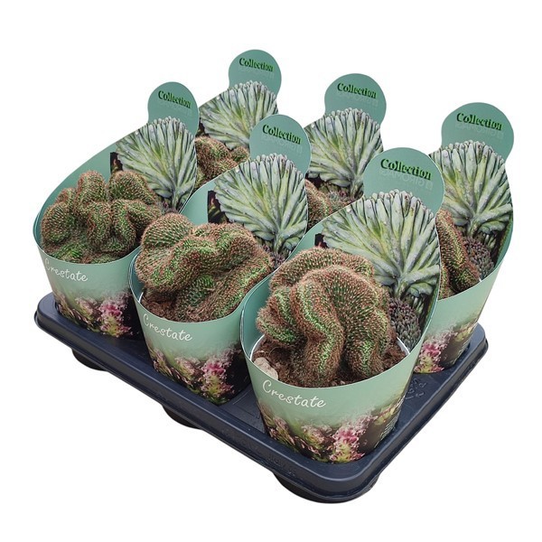 LOBIVIA ARACHNACANTHA CRESTATA - POT Ø 14- COLLECTION WITH POTCOVER (CACTUS), D 14