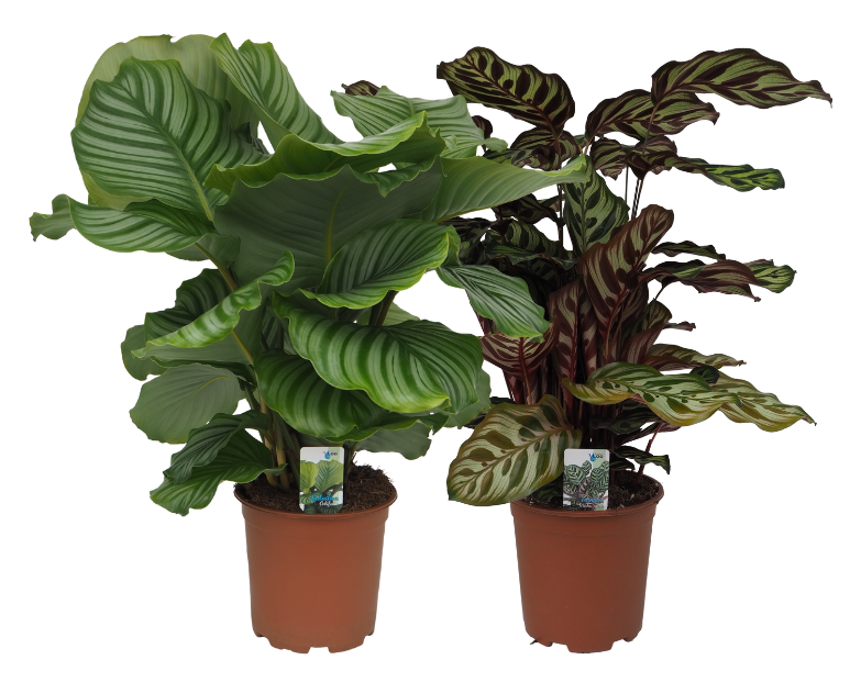 Calathea mix (Orbifolia, Makoyana), D 19