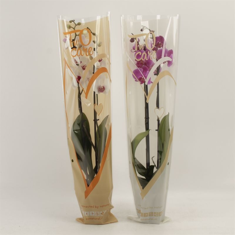 Phalaenopsis gemengd 2 tak gemengd in two care hoes, D 12