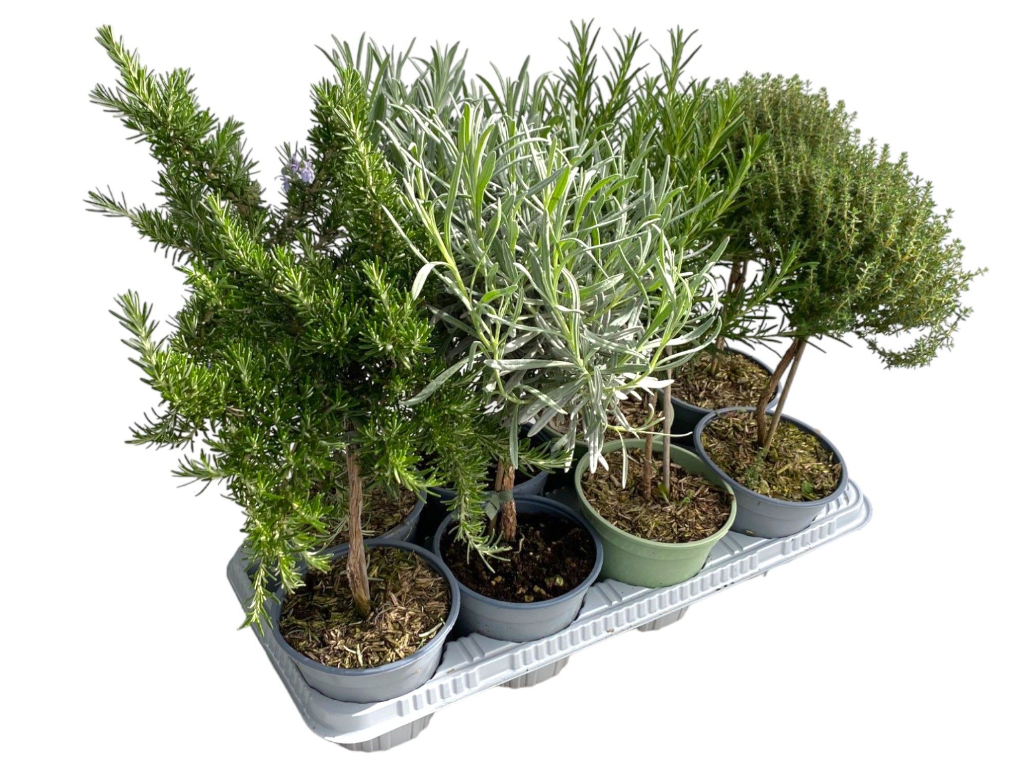 Italiaanse tuinkruiden gemengd - op stam, D 14