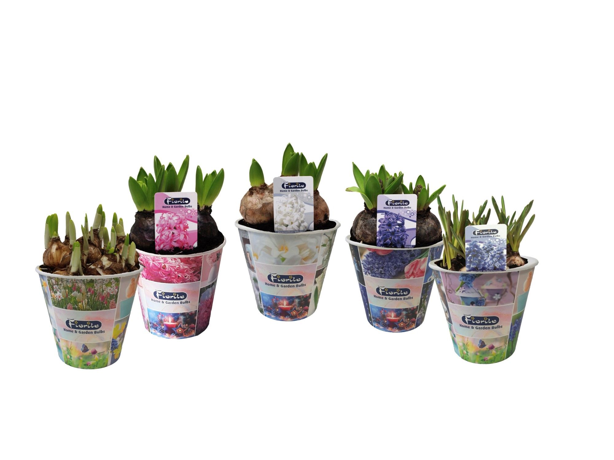 Muscari Armeniacum in smart cup, D 13