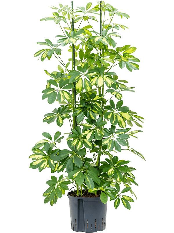 Schefflera arboricola 'Gold Capella', D 22