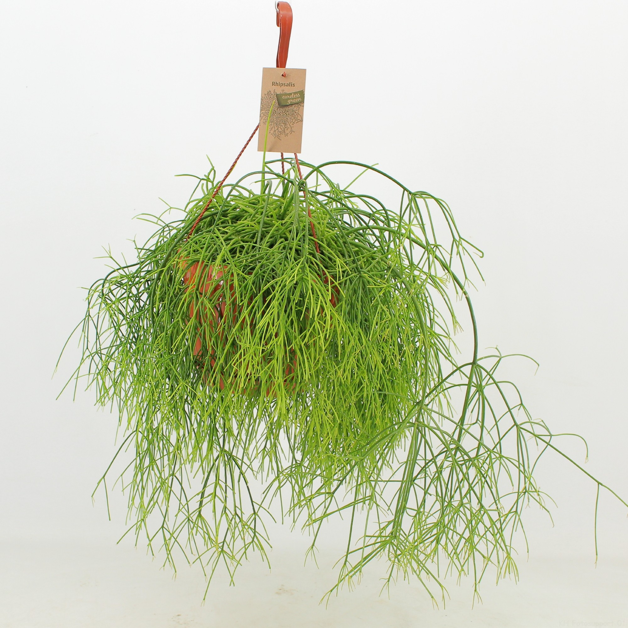 Rhipsalis Cassutha "Oasis", D 21