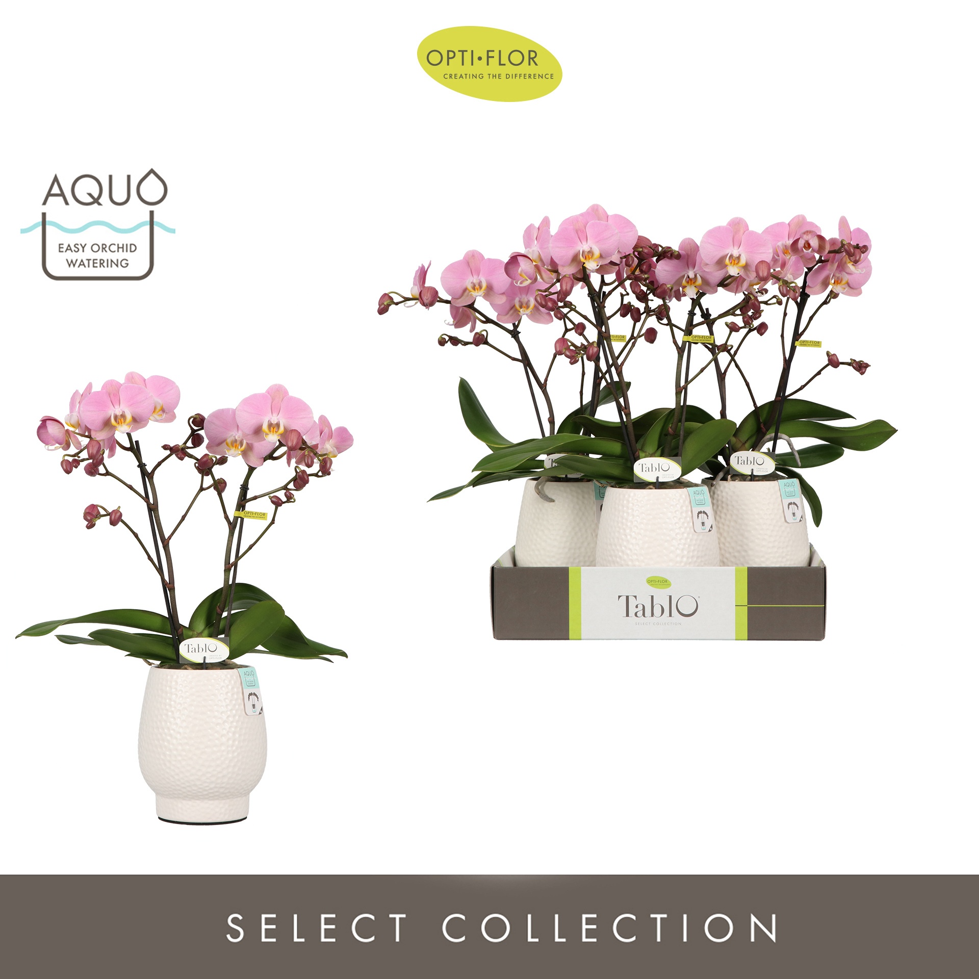 Tablo Cosmopolitan 2 spike in Abruzzo White Aquo, D 12 cm