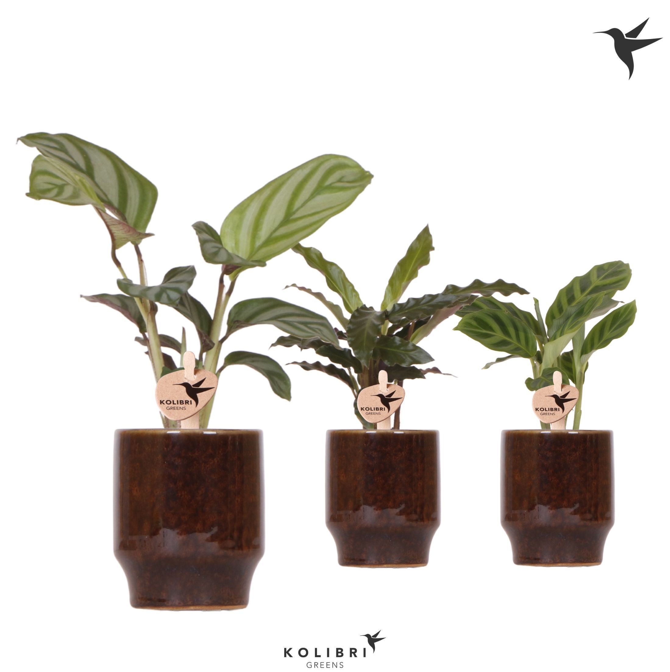 Kolibri Greens Calathea mix in Classy pot brown, D 6