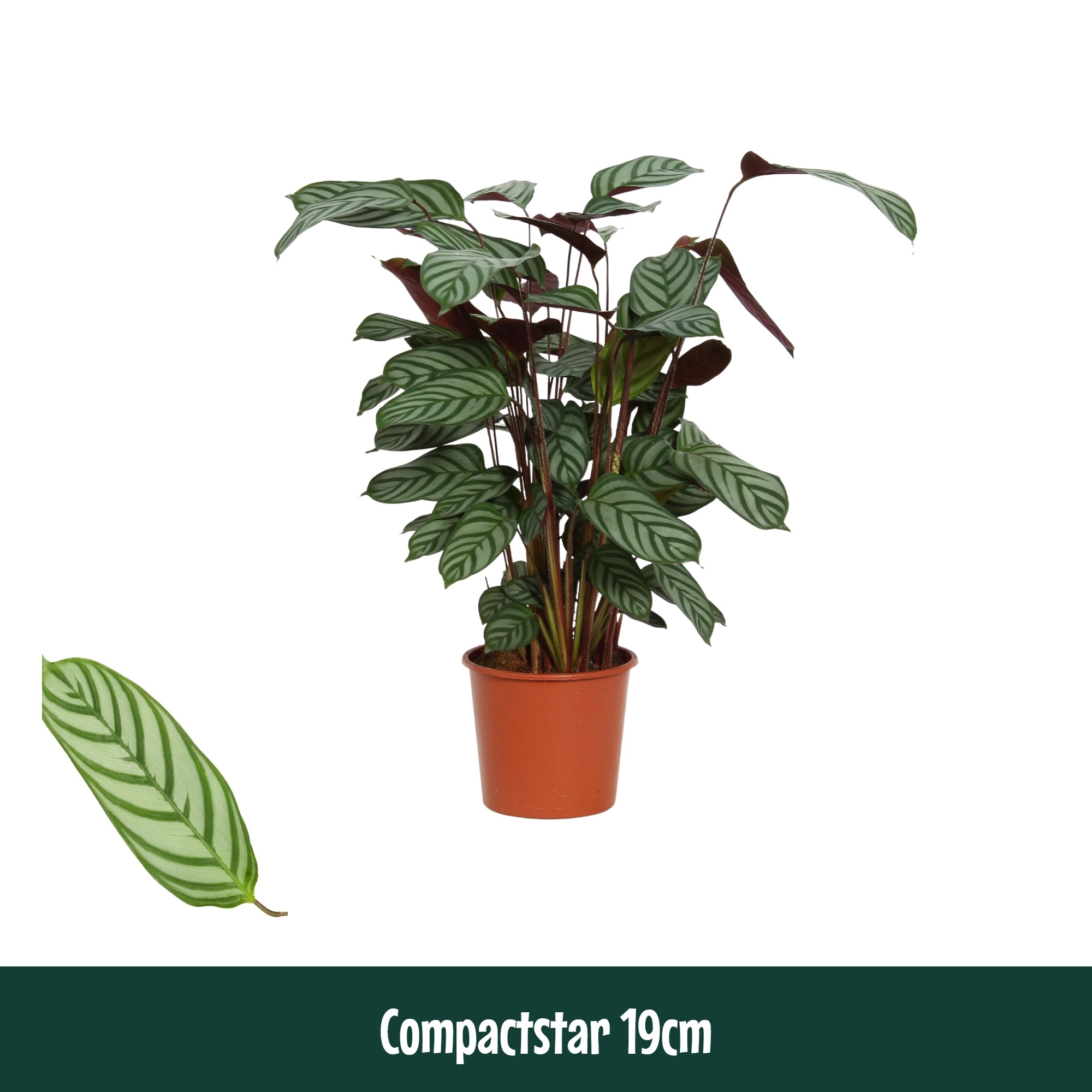 Calathea 19cm Compactstar (Ctenanhte) - Living, D 19
