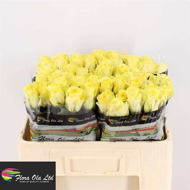 Роза од. Миньон Роуз 50, шт.