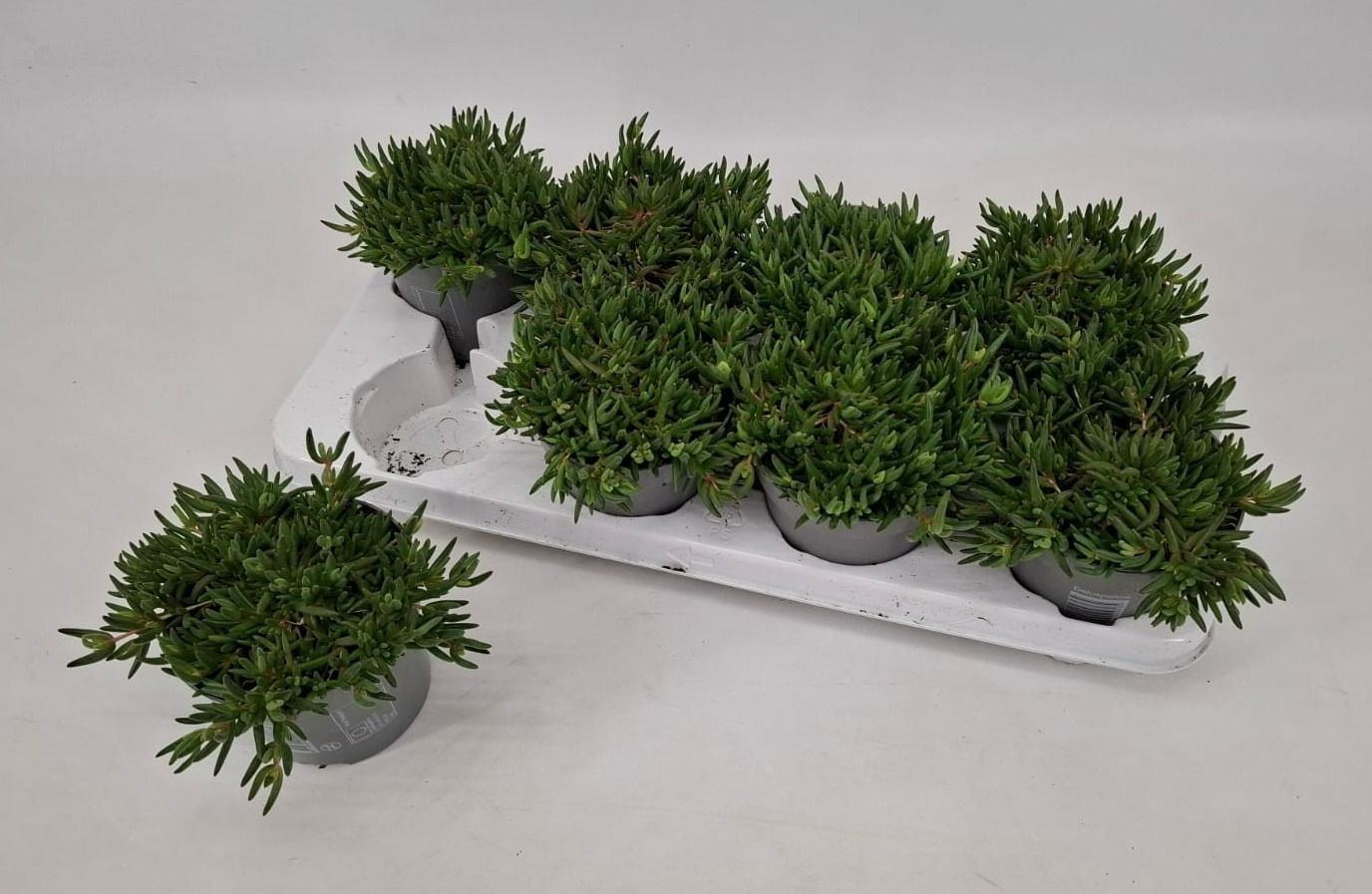 Delosperma Lido 'Yellow with Eye', D 12