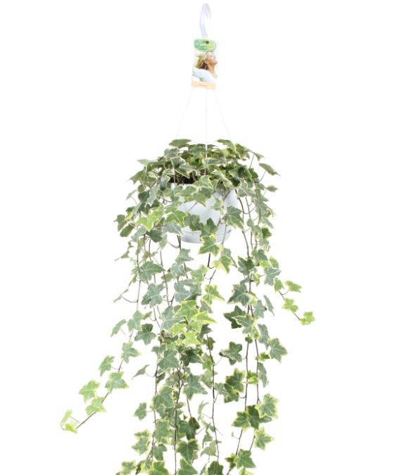 Hedera helix Gold Child - hang/XXL, D 17