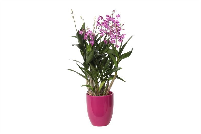 Hugo p12 cyclame Dendrobium Berry Oda 09T55+, D 12 cm