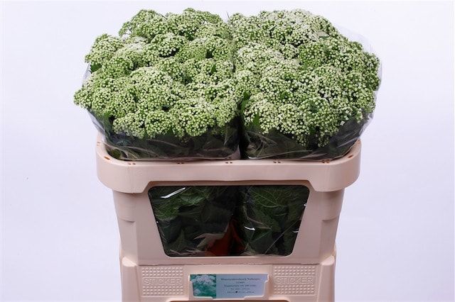 Евпаториум Браунлаб 70, шт.