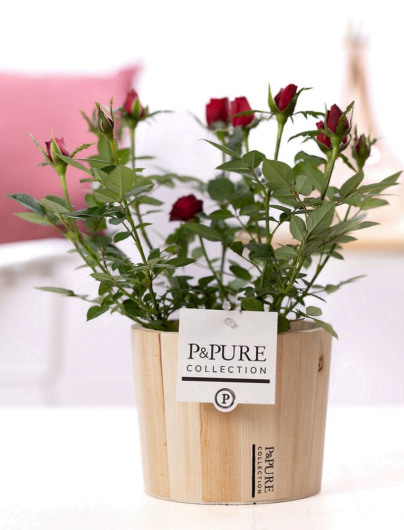 Rosa red in P&PURE Wood 5, D 12