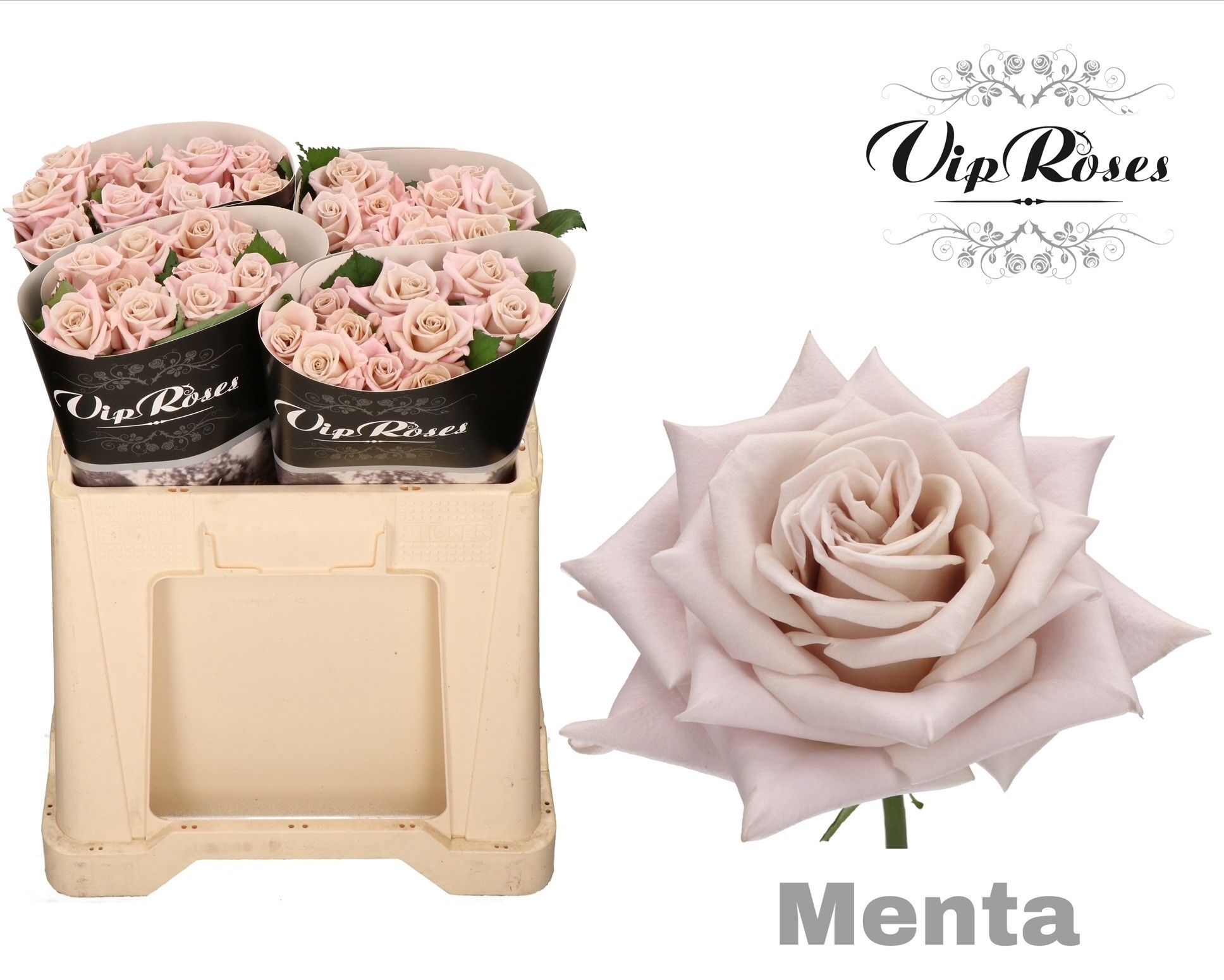 Роза од. Мента 50, шт. Роза од. Мента 50, шт.