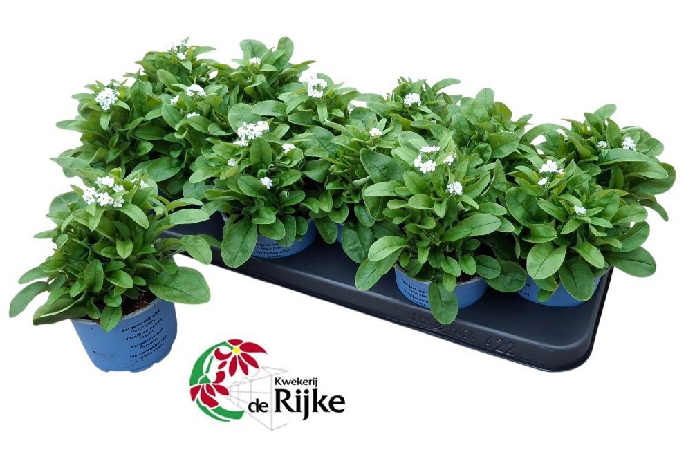 Myosotis Mon Amie White, D 10,5